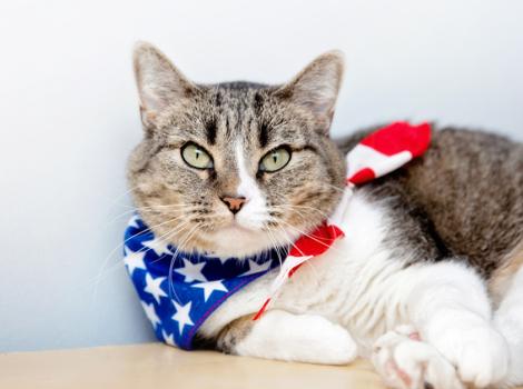 Best Friends Animal Society Offers July 4th Safety Tips and $17.76 Adoptions to Help Pets Over Holiday