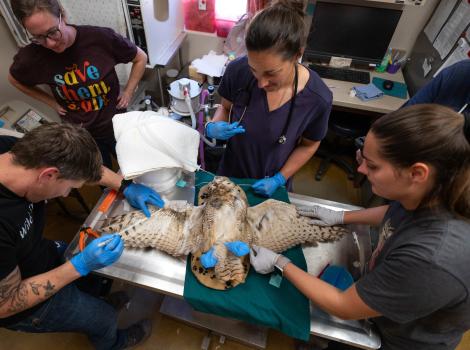 Four people working to imp feathers onto the owl