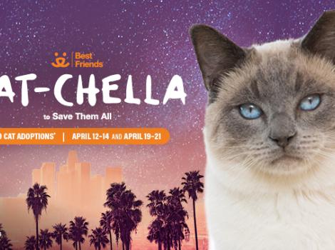 cat-chella