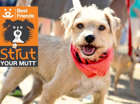Dog at Strut Your Mutt in L.A.
