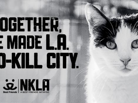 NKLA - Cat