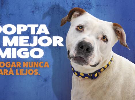 Adopta a tu mejor amigo