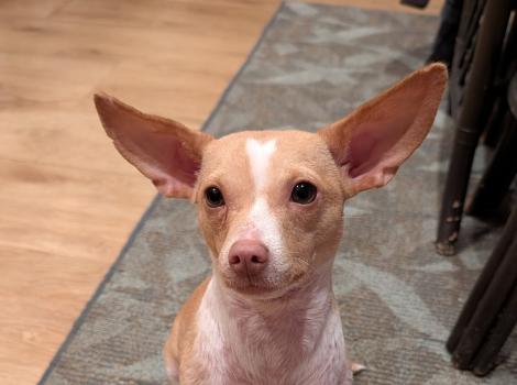 Regan the dog showcasing her large ears