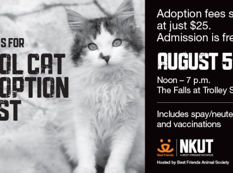 Cool Cat Adoption Fest advertisement