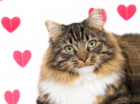 Best Friends Animal Society offers $20 pet adoptions  in Los Angeles from Feb. 1-14