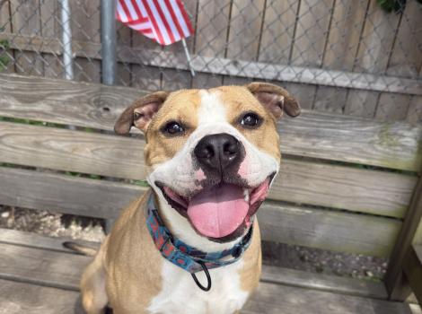 Chase the dog, with a wide smile