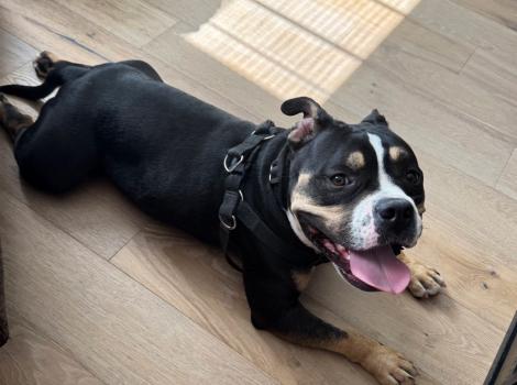 Mace the dog lying on the floor with his tongue out