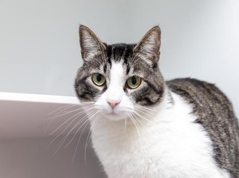 RJ the cat in a kennel