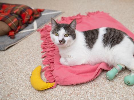 Adonis the cat lying on a blanket wearing his boots