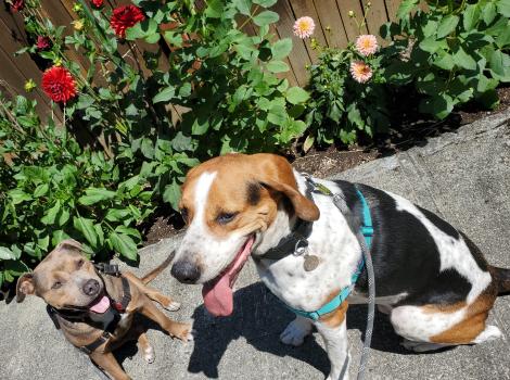 Stax and Fenway the dogs in front of some rose bushes