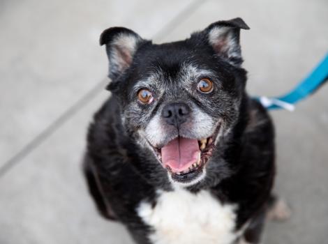 Small black and white dog on a leash