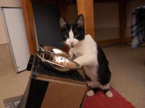 Raisin the cat eating from his special raised feeder