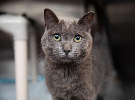 Gray cat in a kennel in a shelter