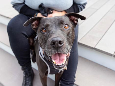 Black dog with mouth open in a smile with a person sitting behind him