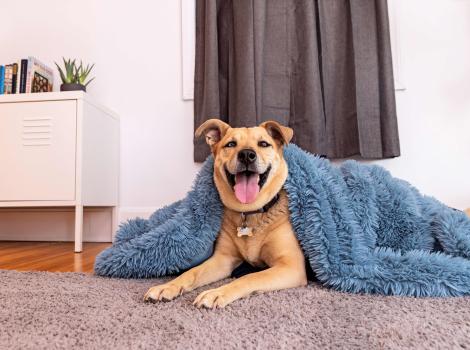 Brown dog in a home with blanket over her and her eyes closed and smiling with tongue out