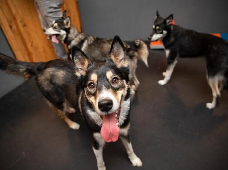 Three huskies during the littermate reunion