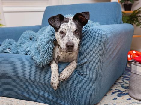 Black and white dog lying on a blue chair with a blue fuzzy blanket over him