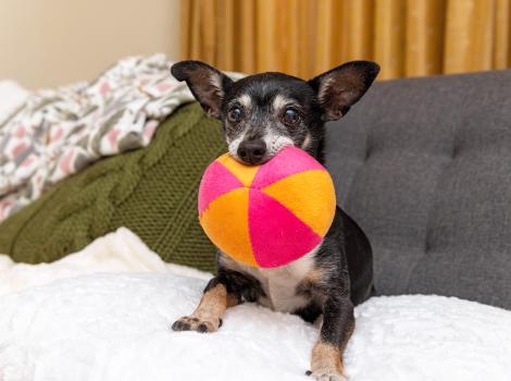 Small dog holding an orange and pink plush ball in his mouth