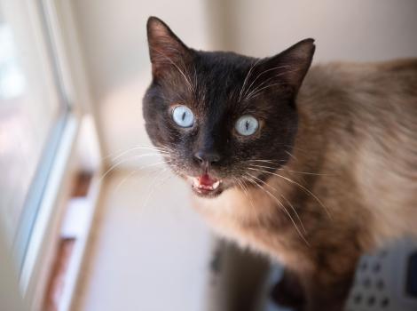 Blue-eyed Siamese cat meowing by a window