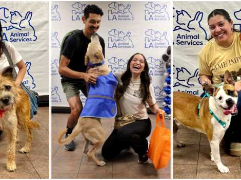Collage of three photos of people taking dogs out for Adventure Buddies Day