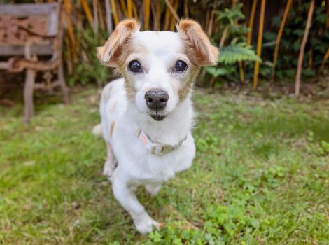 Alice the dog standing outside in a yard