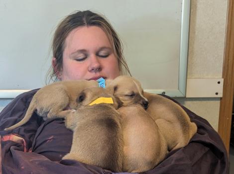 Person holding a litter of brown puppies in her arms