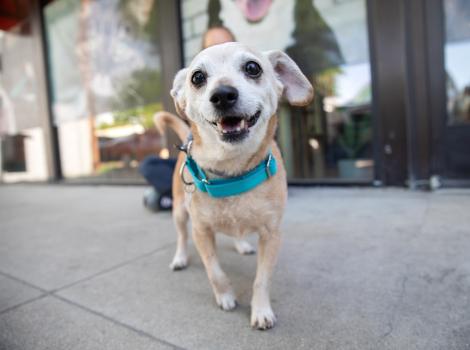Nuggie the dog wearing a blue collar outside on a sidewalk