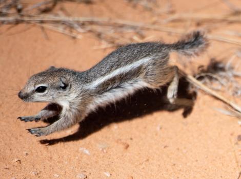 Antelope squirrel running after being released