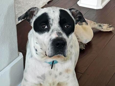 Apollo the dog lying on the floor