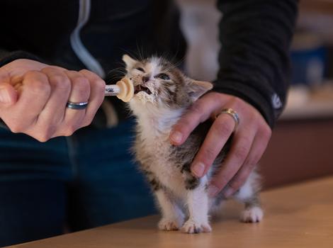 Person syringe feeding a standing kitten