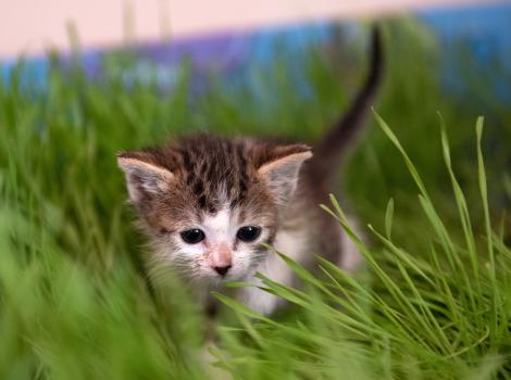 Tabby and white kitten standing in some green grass