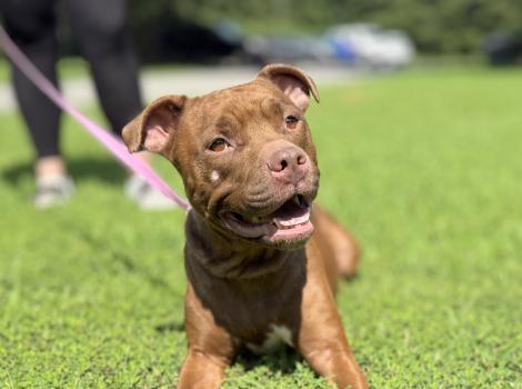 Ariel the brown dog smiling while lying on green grass