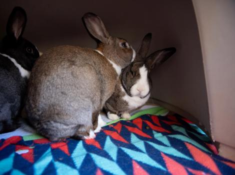 Guinea pig outlet and rabbit mix