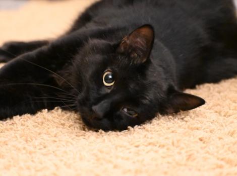 Asher the cat lying on a carpet