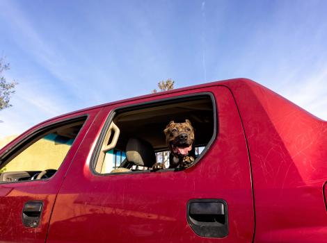 Brown dog looking out the open window of a red truck