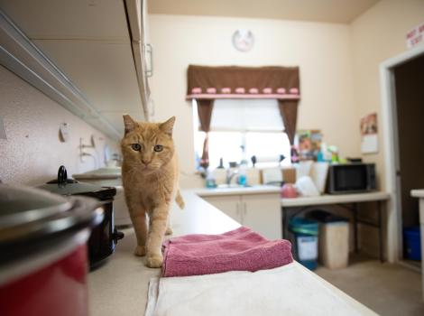 Orange tabby cat standing on a county