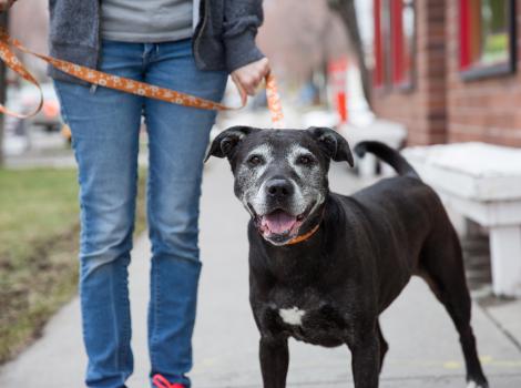 Person walking a senior dog on a leash
