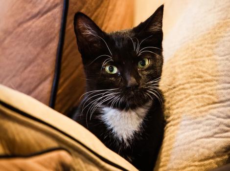 Black and white kitten on a couch