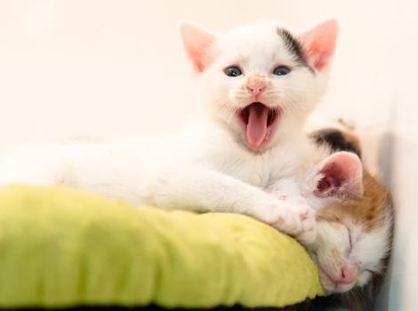 Kittens in the Best Friends nursery