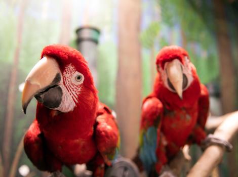 Two green-winged macaws looking forward