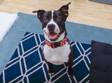 Smiling black and white dog sitting on a carpet