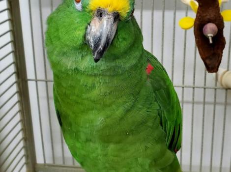 Cleo the Amazon parrot