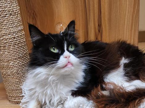 Jessie the black and white cat with a small amount of tongue sticking out of her mouth on a cat tree