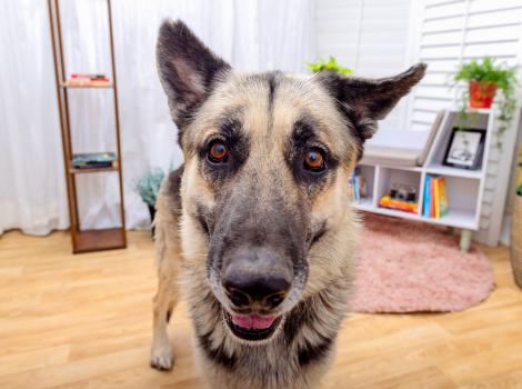 Shepherd-type dog in a home setting