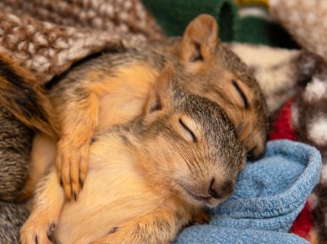Two squirrels sleeping snuggled together