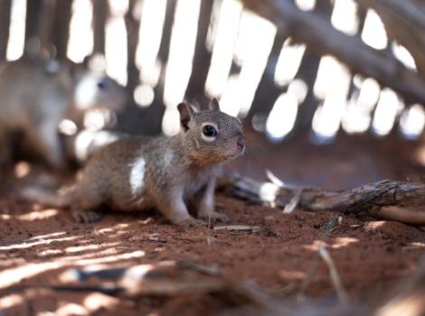 Baby ground squirrels in rehabilitation