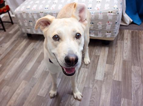 Yellow Labrador-type dog in a home