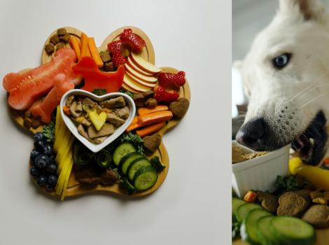 Barkcuterie board collage with a dog eating it