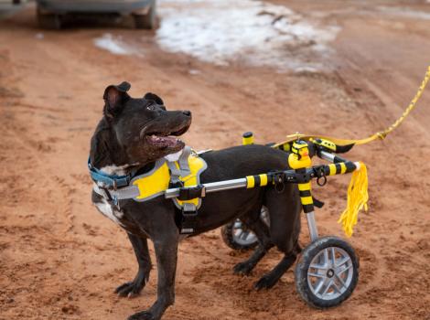 Bea Arthur the dog in her wheelchair