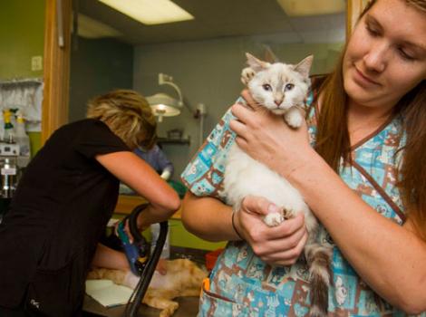 Vet tech holding a spayed cat